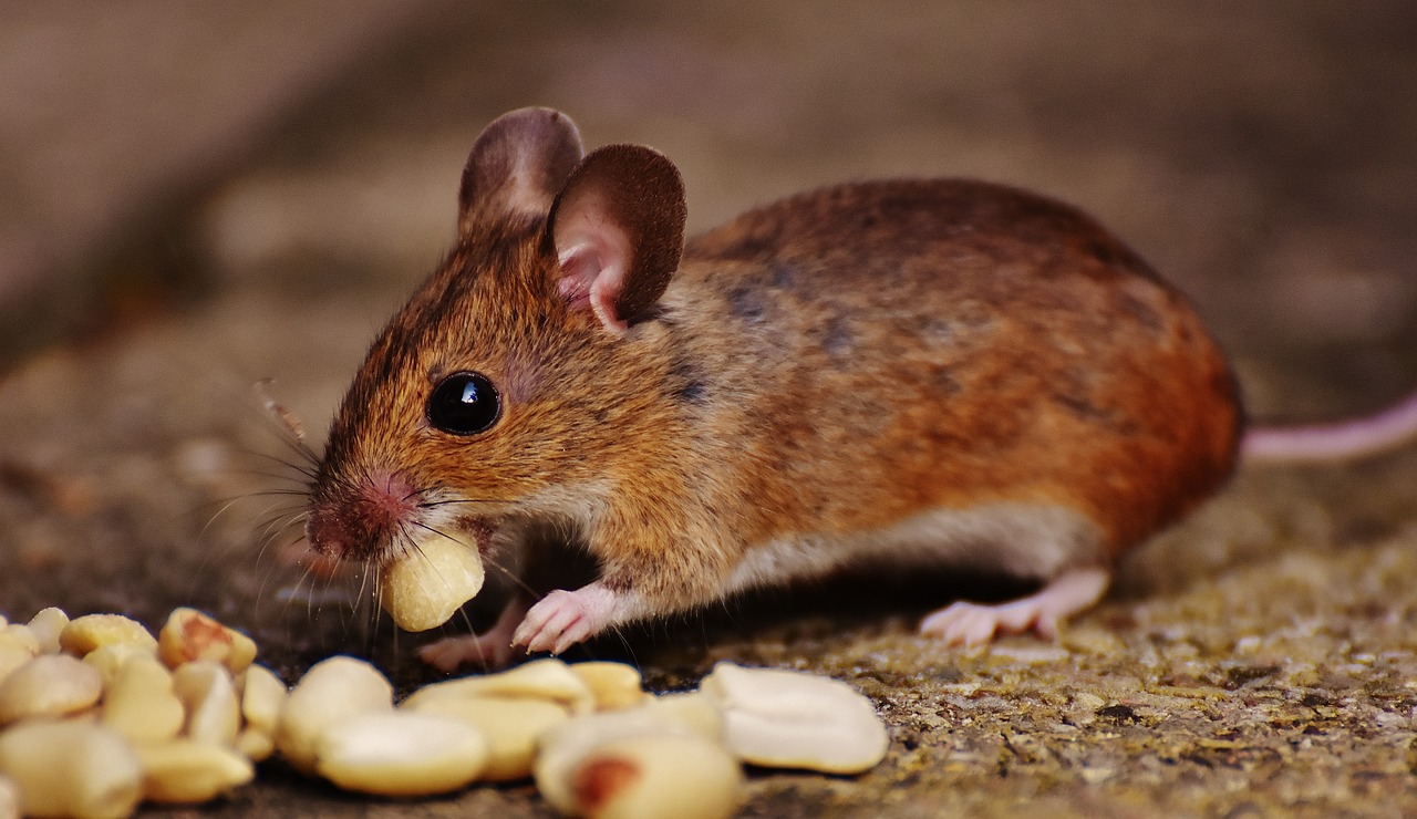How to Get Rid of Mice in the Attic Insulation